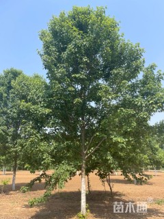 10公分美国红枫