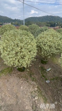 高度100厘米花叶女贞球