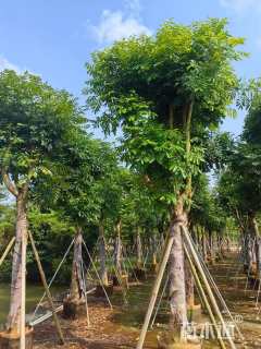 20公分桃花心木