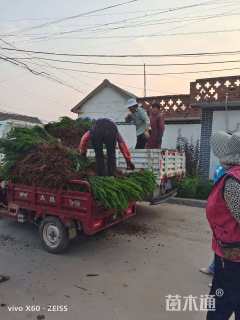 高度50厘米小龙柏