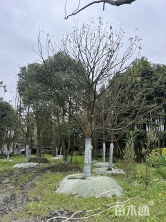 24公分小叶香樟