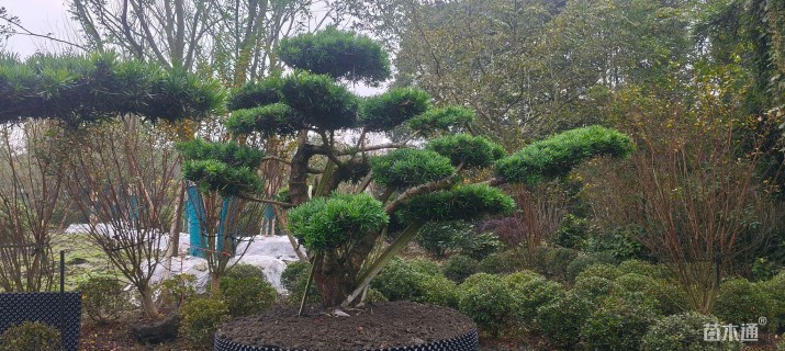 容器苗造型罗汉松