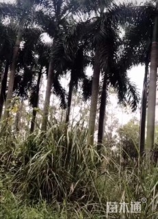 裸干高800厘米大王椰子