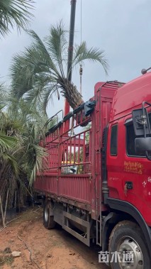 裸干高350厘米棕榈