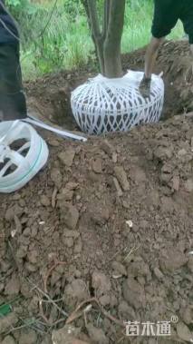 50公分丛生乌桕