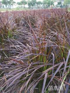 高度50厘米紫叶狼尾草