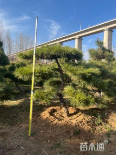 12公分造型黑松