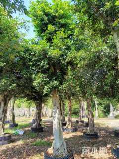 20公分造型小叶榕