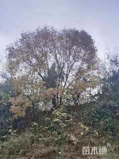 45公分丛生黄连木