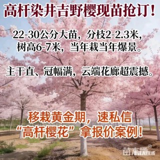 29公分高杆染井吉野樱