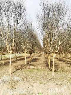 高度450厘米红花紫薇