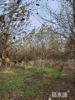 高度600厘米丛生白桦