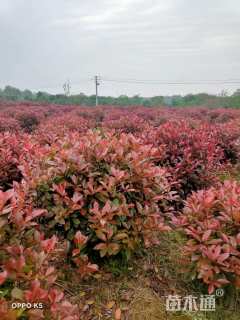 冠幅80厘米红叶石楠球