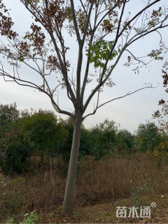 15公分栾树