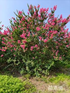 高度500厘米丛生紫薇