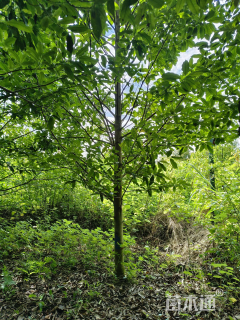 15公分乐昌含笑