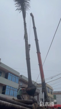 裸干高350厘米狐尾椰