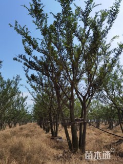 75公分(5杆)丛生朴树