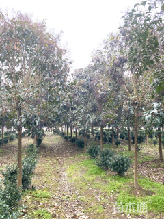 10公分大叶女贞