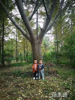 17公分嫁接银杏