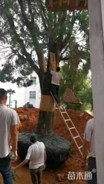 高度1200厘米窄冠侧柏