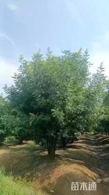 8公分(5杆)丛生黄连木