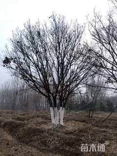 高度600厘米丛生蒙古栎