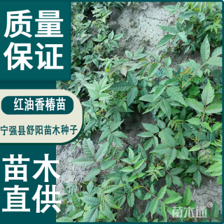 0.6公分红油香椿