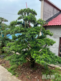 移栽苗造型罗汉松