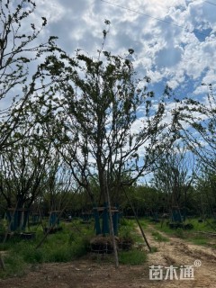 30公分丛生朴树