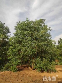 9公分丛生乌桕