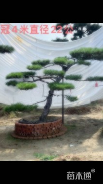 36公分造型油松