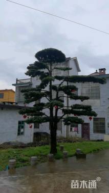 原生苗造型罗汉松