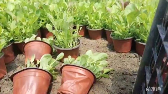 高度20厘米吊钟柳