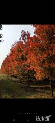 24公分美国红枫-红点