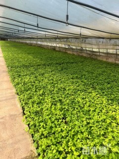 高度19厘米火焰南天竹