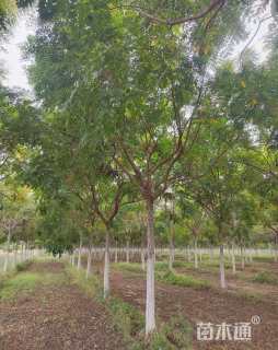 8公分栾树