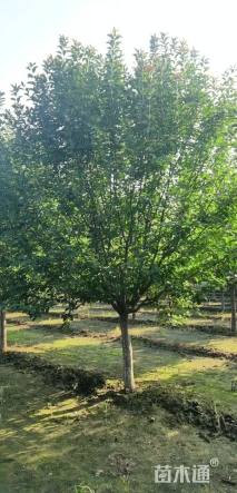 11公分绚丽海棠