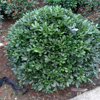 冠幅50厘米海桐球