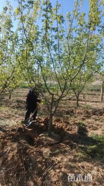 15公分杏树