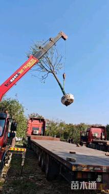 15公分美国红枫