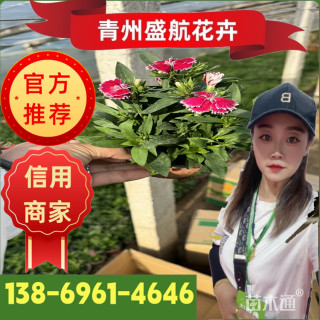 高度15厘米五彩石竹