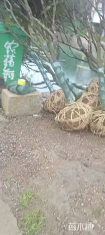 10公分中国红枫