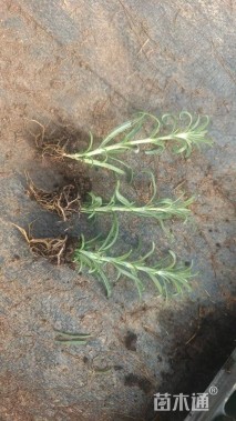 高度7厘米迷迭香