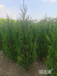 高度150厘米塔柏