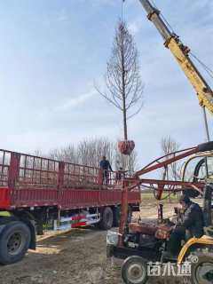 11公分金叶水杉