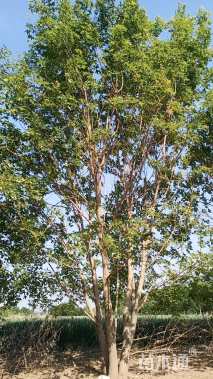 高度650厘米丛生五角枫