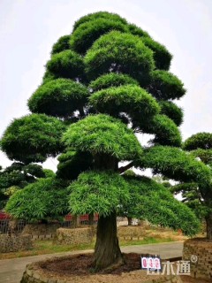 25公分日本罗汉松