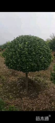 高度400厘米卫矛