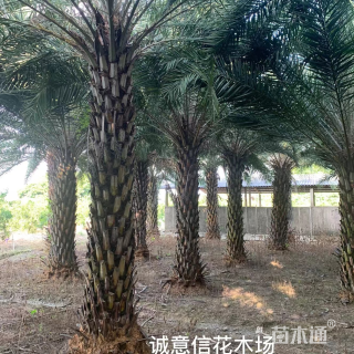 裸干高400厘米中东海枣